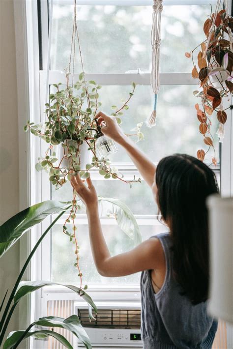 How To Water Indoor Hanging Plants - Care for your Plant