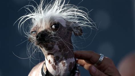 Why do we love ugly animals? | Flipboard