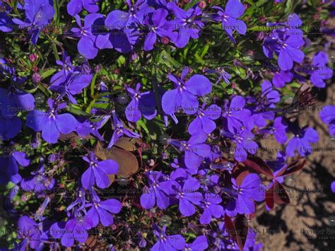 Lobelia Crystal Palace | Flowers | Premier Seeds Direct ltd