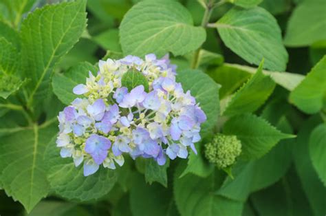 370+ Japanese Blue Hydrangea Flower And Bud Stock Photos, Pictures ...