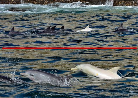 LOOK: First sighting of an Albino Bottlenose Dolphin in Africa - I Love South Africa