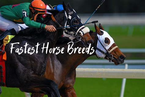 The 10 Fastest Horse Breeds in the World