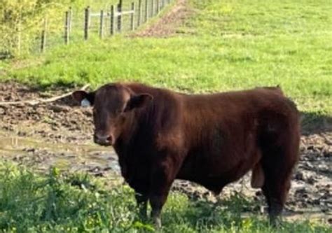 12 Purebred Red Angus - Bulls For Sale in Shelbyville, Tennessee | LivestockMarket.com