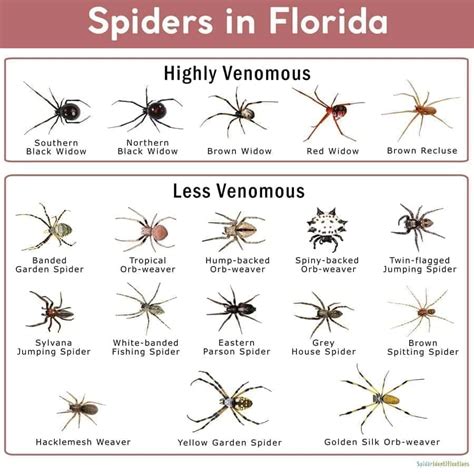 5 Most Poisonous Spiders in Florida