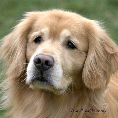 622 best images about Golden Retriever puppies on Pinterest | The golden, Doggies and Baby ...