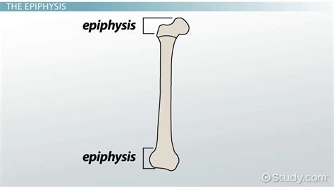 Epiphysis of Bone: Definition & Function - Video & Lesson Transcript ...