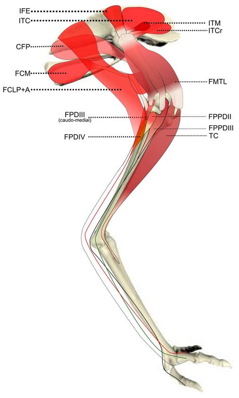 Ontogenetic scaling patterns and functional anatomy of the pelvic limb ...