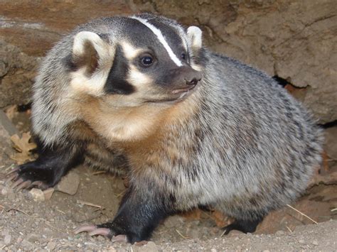 Badger - Diet, Breeding, Facts, Habitat, Pictures, Behavior, Life ...