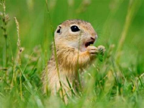 Maja Arok - European Ground Squirrel Feeding Habits Analysis in Service of Long Term ...