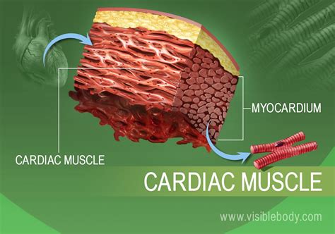 Muscle Tissue Types | Learn Muscular Anatomy