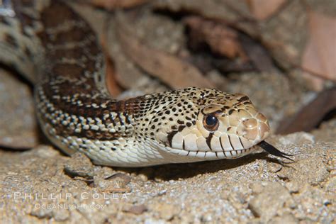 Gopher snake, Pituophis catenifer photo, #14699