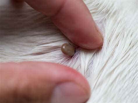 Ticks on dogs: how to identify and remove ticks | Vets Now