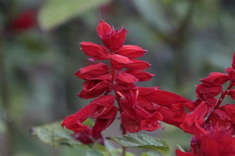 HD wallpaper: fire sage, plant, nature, flower, close up, garden ...