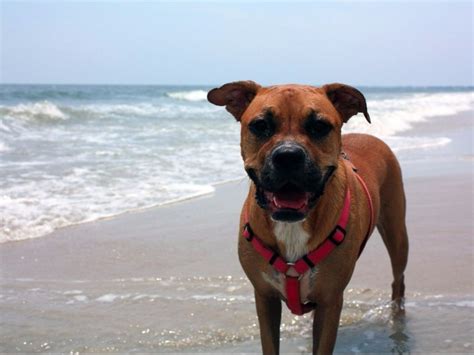 10+ Best Pet-Friendly Beaches in Florida (2023 Guide) – Trips To Discover