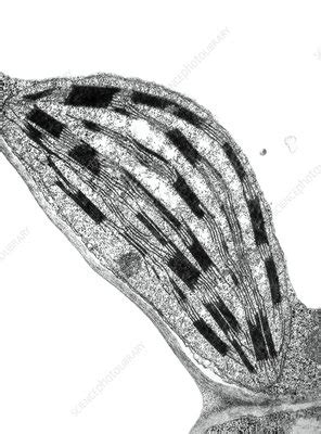 TEM of chloroplast from Coleus blumei - Stock Image - B110/0067 - Science Photo Library