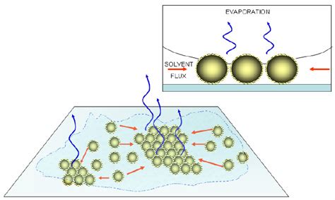 Solvent Evaporation, from the menisci between the closely packed ...