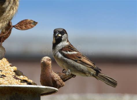 Sparrow Eating at a Bird Feeder Stock Photo - Image of food, full ...