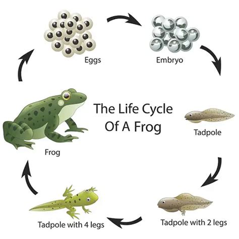 Life Cycle of Frog | Metamorphosis from Tadpole to Adult