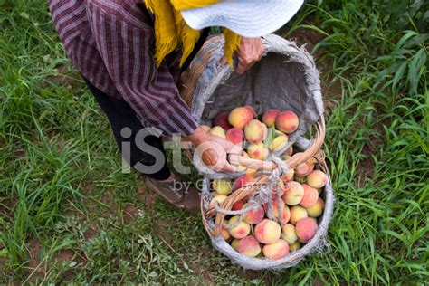 Peach Harvesting Stock Photo | Royalty-Free | FreeImages