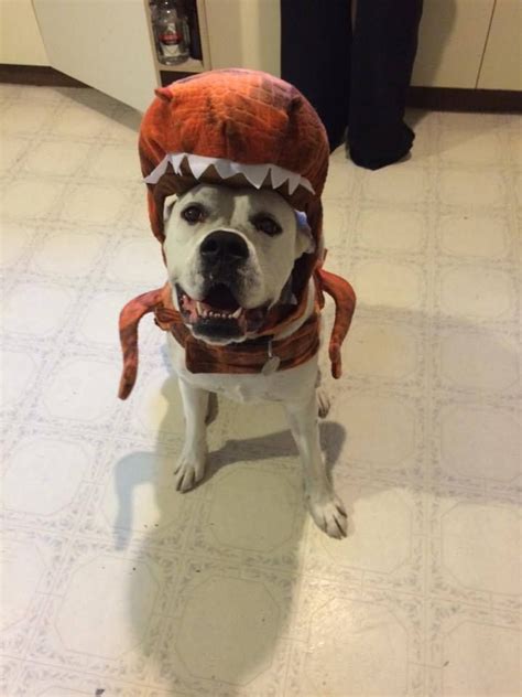 Treats Happen | Boxer dogs, Dog halloween costumes, Dog costumes ...