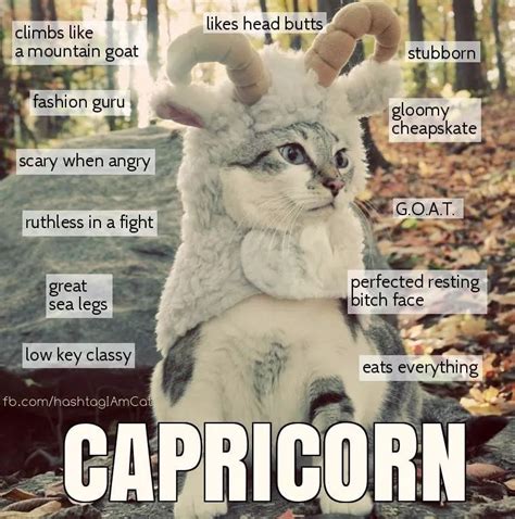 Pin by Marie Hart on Cats - Funnies | Zodiac signs funny, Zodiac ...