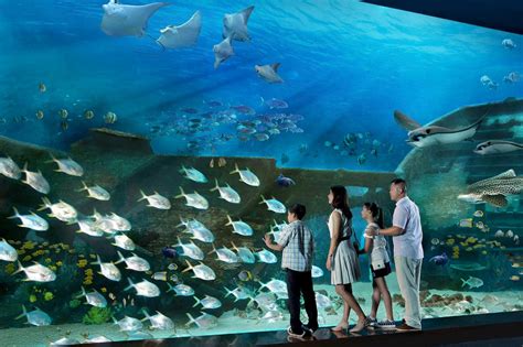 Cek Harga Tiket Sea Aquarium Singapore - Produkasli.co.id