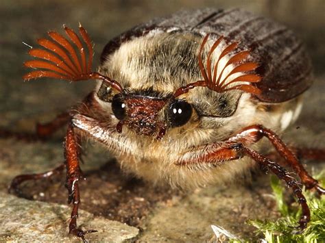 British beetles: Cockchafer or May Bug | Wildlife Insight