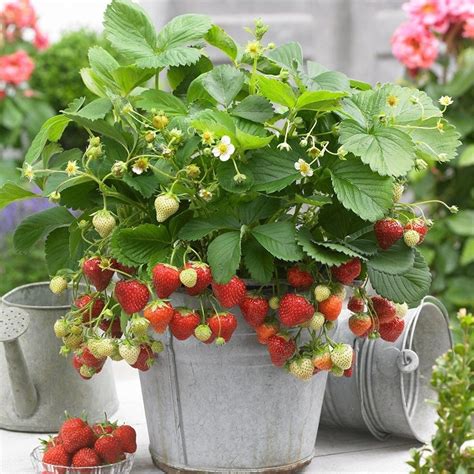 5 x Strawberry Sweetheart Bareroot Fruit Garden Plants Potting Grade - Outdoor from Gardeners ...