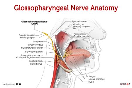 Glossopharyngeal Nerve | Definition, Function & Test - Lesson | Study.com