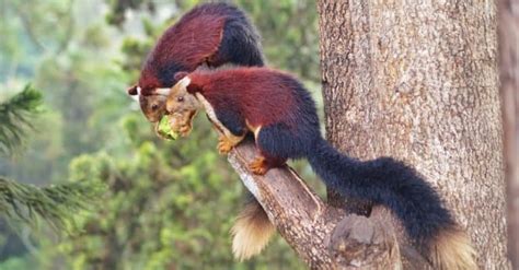 Indian Giant Squirrel - A-Z Animals