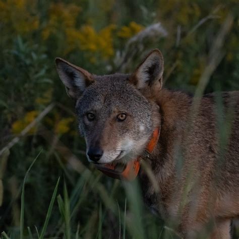 Save Red Wolves - Save Red Wolves