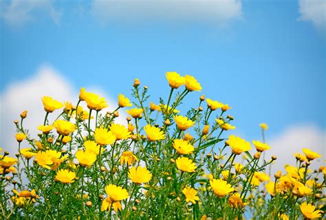 Download Yellow Flower Spring Wildflower Nature Flower 4k Ultra HD Wallpaper