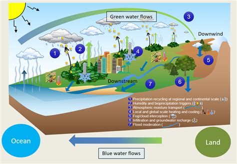 What role do forests play in the water cycle? | European Forest Institute