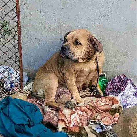 Bait Dog 'Thrown Away' In Trash Heap Is So Happy Now - The Dodo