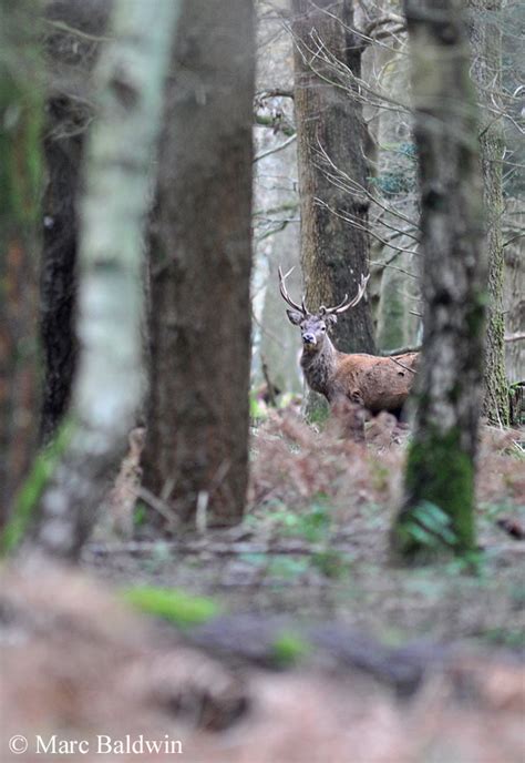 Red Deer Habitat | Wildlife Online