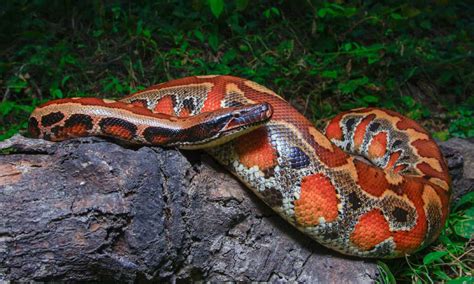 Discover the Largest Venomous Snake Ever: 3X Bigger than a King Cobra! - Wiki Point