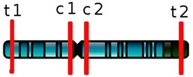 A chromosome with telomeric and centromeric regions | Download Scientific Diagram