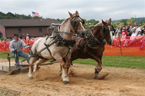 Horse Pulling Contest – Viola Horse and Colt Show