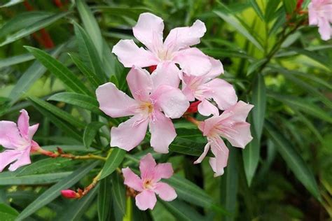 9 of the Best Oleander Varieties | Gardener’s Path