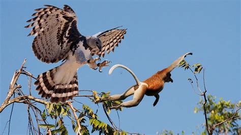 The Monkey-Eating Eagle. Look! Up in the sky! It’s a bird! | by Kyle Pendergraft | Medium