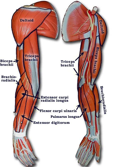 Arm muscles names | Medical anatomy, Body anatomy, Human anatomy