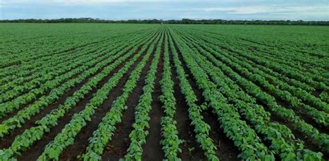 Organic Soybean Farming, Production Process | Agri Farming