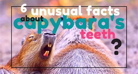 8 Unusual Facts About Capybara Teeth - UntamedAnimals