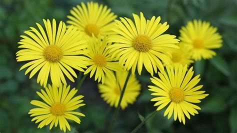 25 Yellow Perennial Flowers for a Vibrant Garden