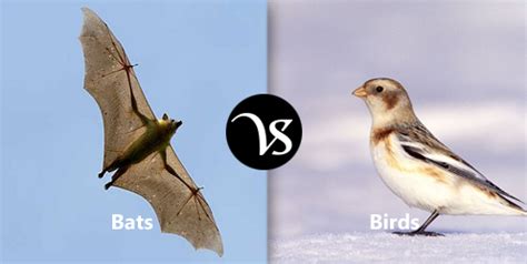 Differences between bats and birds - Difference All