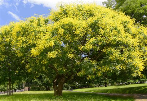 How to Grow and Care for Chinese Flame Tree