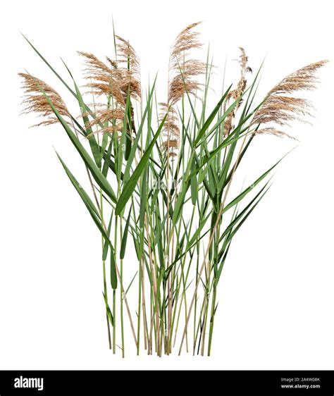 Cut out plant. Reed grass. Cattail and reed plant isolated on white background. Cutout distaff ...