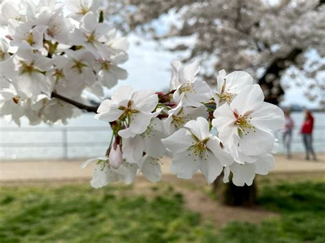 Indicator Tree Says Cherry Blossoms Likely To Come Early | DCist