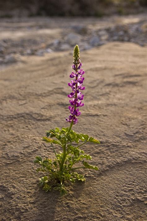 Flower Desert California - Free photo on Pixabay - Pixabay