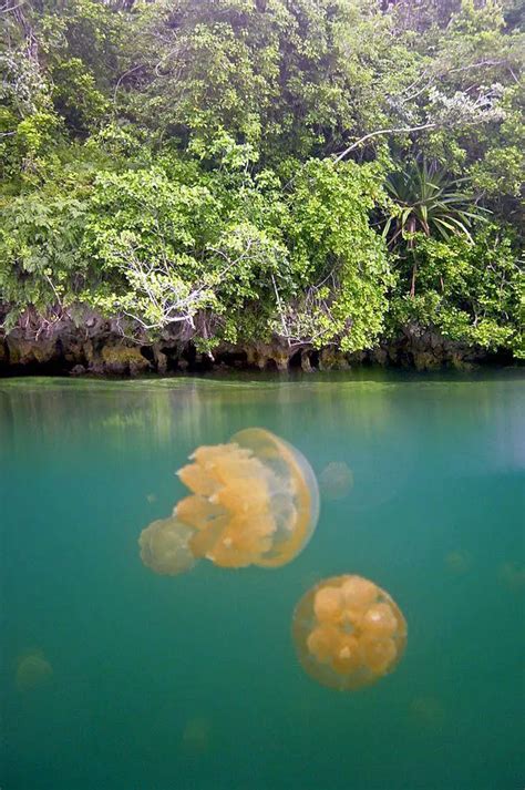 Landmarks of Palau | Wondermondo